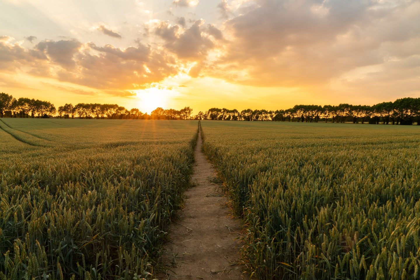 Journey travel concept sunset or sunrise over path through countryside field of wheat or barley crops